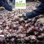 Queen Fresh Produce