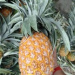 Queen Fresh Produce
