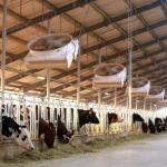 Juhayna Dairy Farms