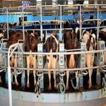 Juhayna Dairy Farms