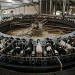 Juhayna Dairy Farms