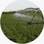 Juhayna Dairy Farms
