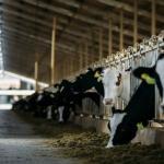 Juhayna Dairy Farms