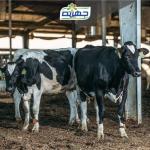 Juhayna Dairy Farms