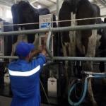 Juhayna Dairy Farms
