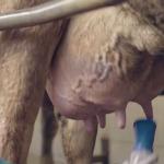 Juhayna Dairy Farms