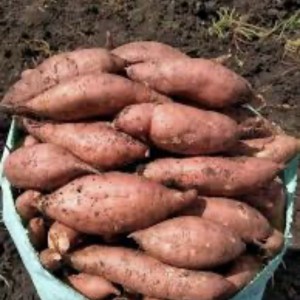 High-Quality Egyptian Potatoe