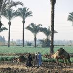 Integrated Agro-Processing & Storage Complex