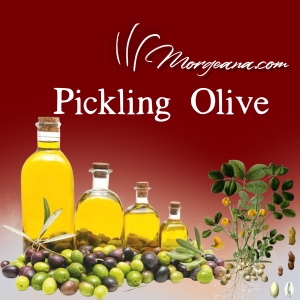 Egyptian Pickling Olives