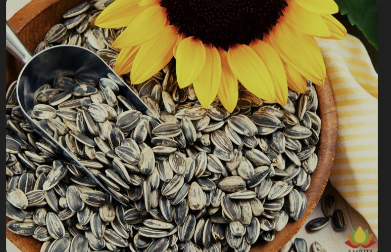 🟠 Egyptian Safflower Seeds (Sunflower Hybrid) – A Competitive Export Product
