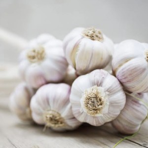 Garlic