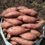 High-Quality Egyptian Potatoe